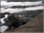 foto Flora e la fauna della Isole Galapagos